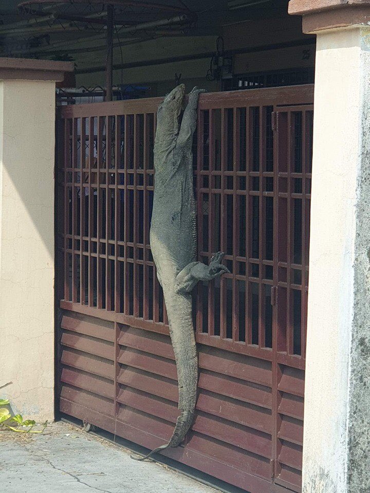(惊)   日本网友novgunner在推特上分享了几张巨型蜥蜴照,表示这一幕
