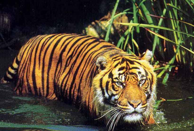 盘点9种老虎种类,第5种产自中国,目前仍未证实