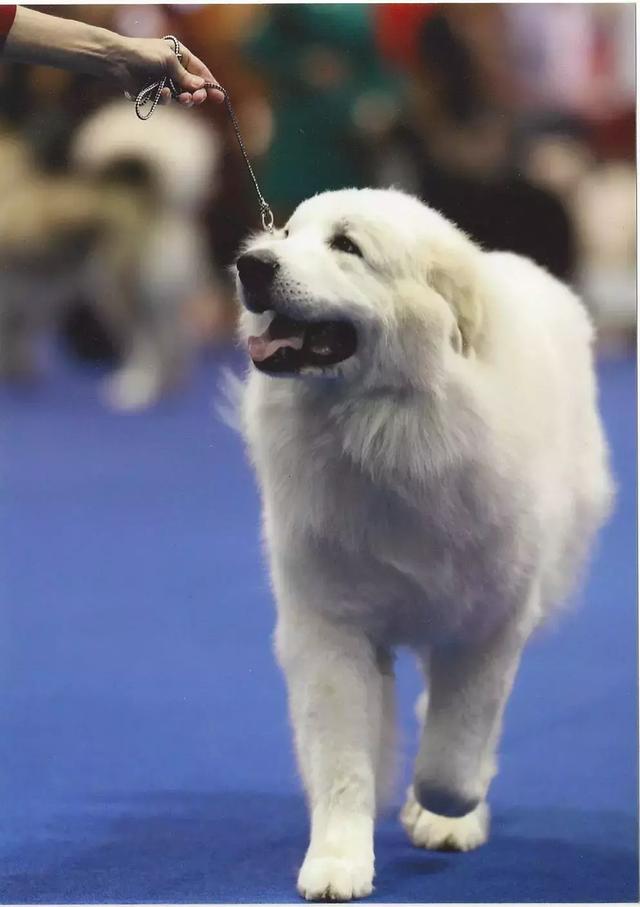 这个狗长得和白熊一样大,所以叫大白熊犬