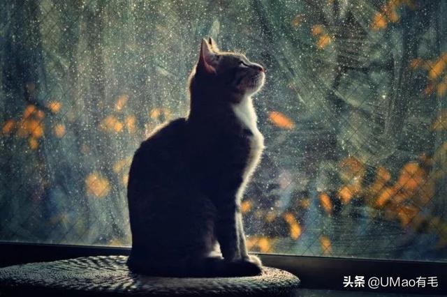 广告-请继续往下阅读  夜里凝视著窗外的猫咪,似乎散发著 雪松的