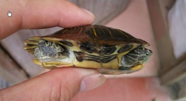 乌龟没有了龟壳,还能生存吗?科学家掰开龟壳后有了答案