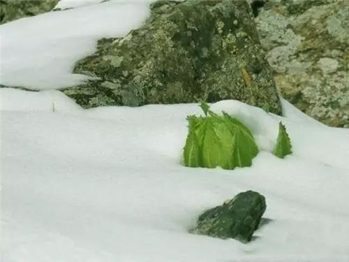 千年難遇的傳奇天山雪蓮 世界上最孤獨的花 近10年一開花 Fafa01 Com 看頭條