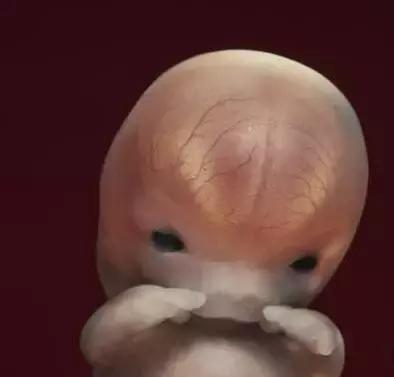 9周后 v形血管在头骨融汇处发育 10周后 大约3厘米长的胚胎进入胎儿